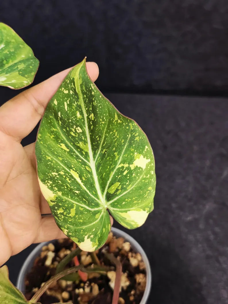Tropical Plant