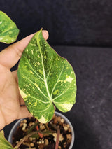 Tropical Plant