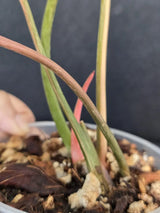 Tricolor Plants