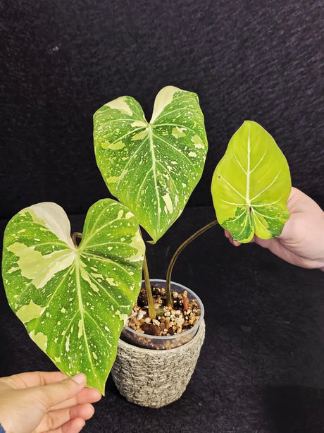 Gloriousum Variegata
