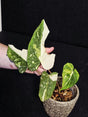 philodendron