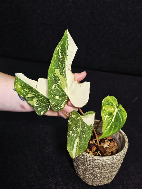 Gloriousum Variegata