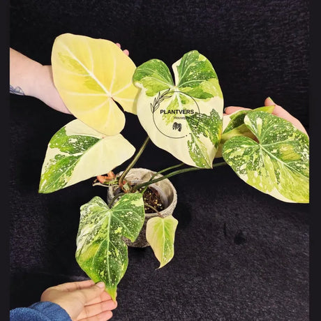 Gloriousum Variegata