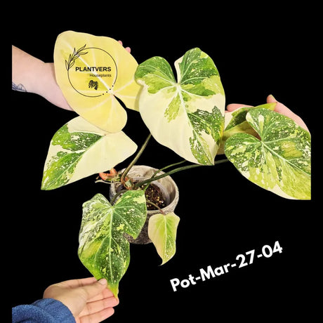 Variegated Philodendron Gloriosum Tricolor Live Plant - Rare Velvet Aroid, Tricolor Variegation, Indoor Houseplant, Collector Plant