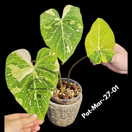 Variegated Philodendron Gloriosum Tricolor Live Plant - Rare Velvet Aroid, Tricolor Variegation, Indoor Houseplant, Collector Plant
