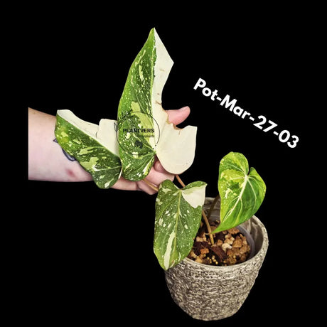 Variegated Philodendron Gloriosum Tricolor Live Plant - Rare Velvet Aroid, Tricolor Variegation, Indoor Houseplant, Collector Plant