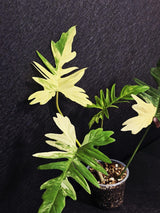 Variegated Philodendron Florida Beauty x Mayoi - Super Rare Plant - Exact Same Plant - US Seller