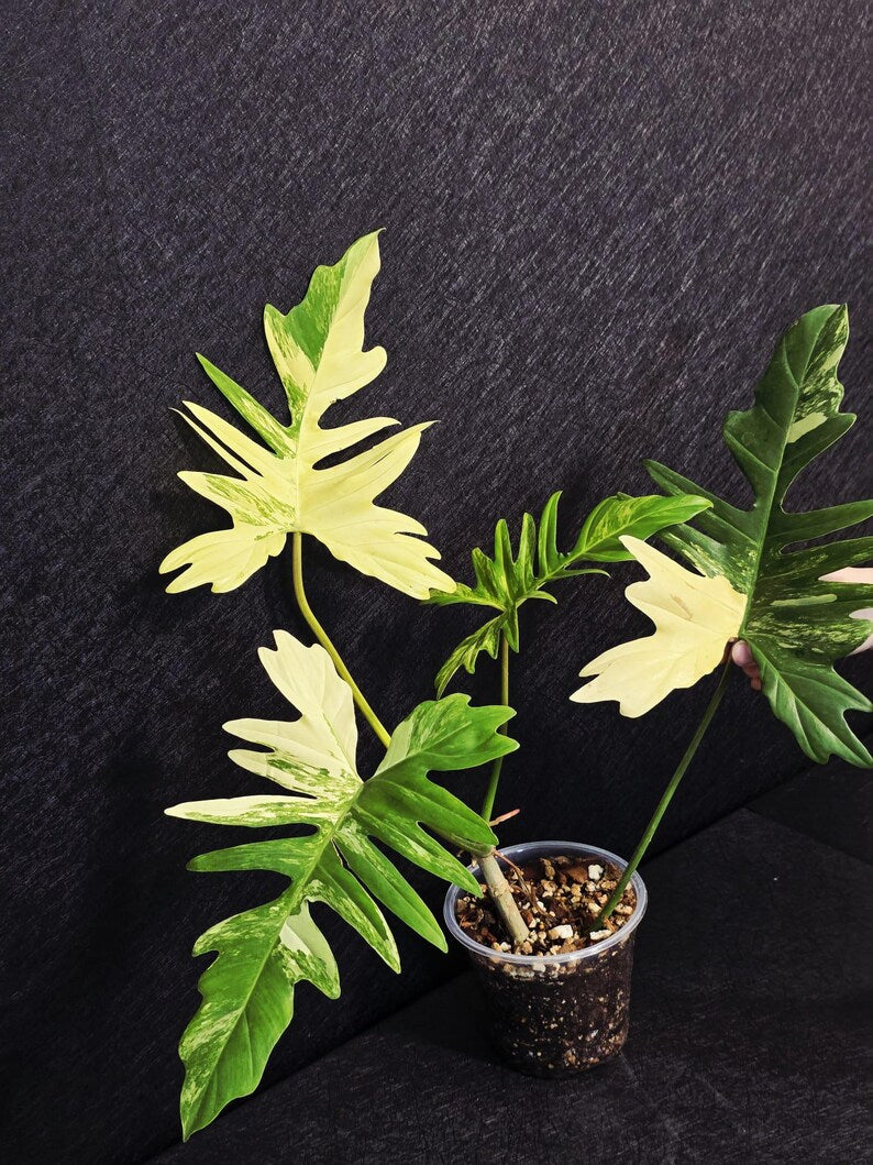 Variegated Philodendron Florida Beauty x Mayoi - Super Rare Plant - Exact Same Plant - US Seller