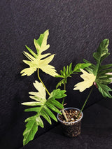Variegated Philodendron Florida Beauty x Mayoi - Super Rare Plant - Exact Same Plant - US Seller