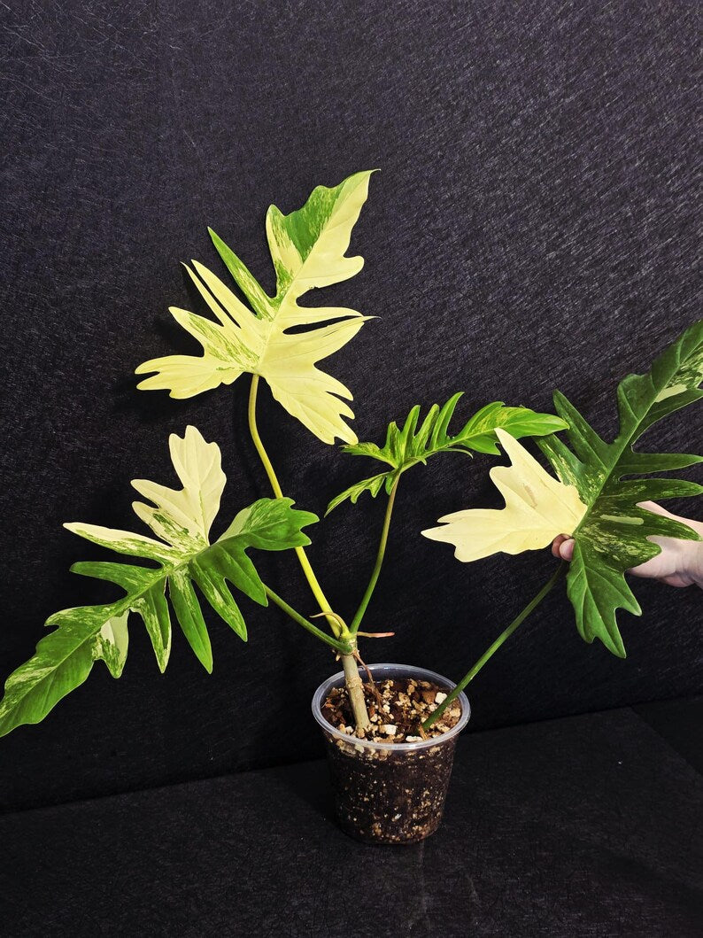 Variegated Philodendron Florida Beauty x Mayoi - Super Rare Plant - Exact Same Plant - US Seller
