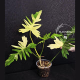 Variegated Philodendron Florida Beauty x Mayoi - Super Rare Plant - Exact Same Plant - US Seller