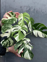Rare Variegated Monstera Albo - White Albo Borsigiana Mature EXACT Plant - Large Form - US Seller