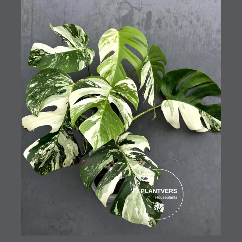 Rare Variegated Monstera Albo - White Albo Borsigiana Mature EXACT Plant - Large Form - US Seller