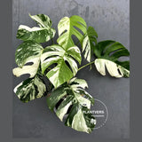 Rare Variegated Monstera Albo - White Albo Borsigiana Mature EXACT Plant - Large Form - US Seller