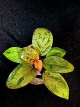 Variegated Philodendron Red Congo Live Plant - Mint Hybrid Variegated Aroid, Red & Cream Foliage - Hard to Come By - US Seller
