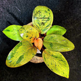Variegated Philodendron Red Congo Live Plant - Mint Hybrid Variegated Aroid, Red & Cream Foliage - Hard to Come By - US Seller