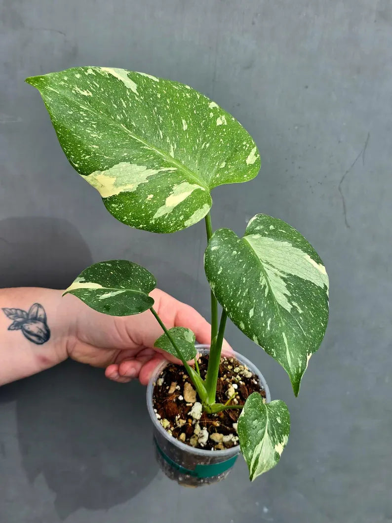Variegated Monstera Thai Constellation Live Plant - Rare Collector Plant - EXACT Plant - US Seller