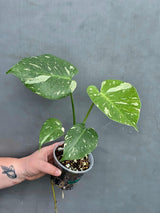 Variegated Monstera Thai Constellation Live Plant - Rare Collector Plant - EXACT Plant - US Seller