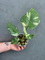 Variegated Monstera Thai Constellation Live Plant - Rare Collector Plant - EXACT Plant - US Seller