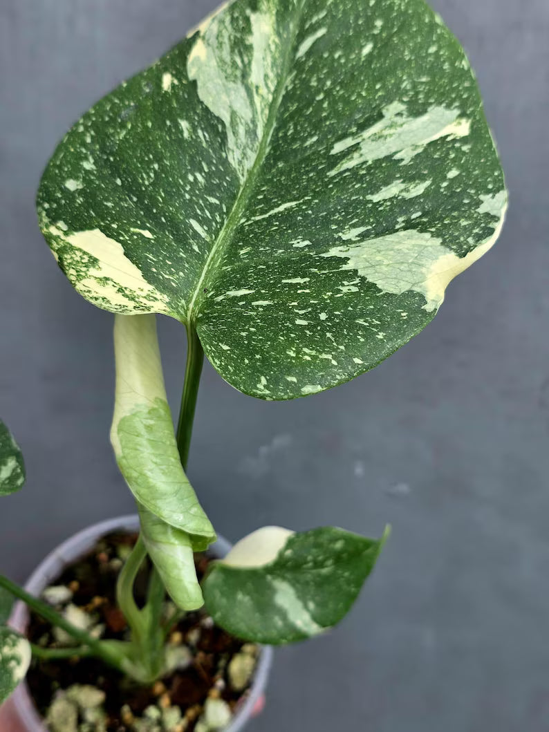 Variegated Monstera Thai Constellation Live Plant - Rare Collector Plant - EXACT Plant - US Seller