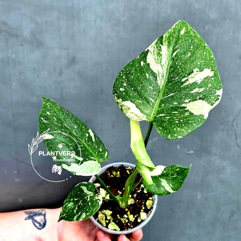 Variegated Monstera Thai Constellation Live Plant - Rare Collector Plant - EXACT Plant - US Seller