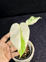 Variegated Monstera Albo - Rare White Monstera Borsigiana Baby Plant - EXACT Plant - US Seller