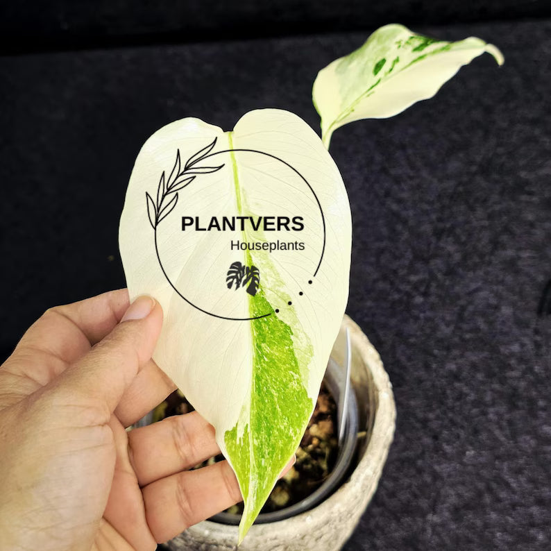 Variegated Monstera Albo - Rare White Monstera Borsigiana Baby Plant - EXACT Plant - US Seller
