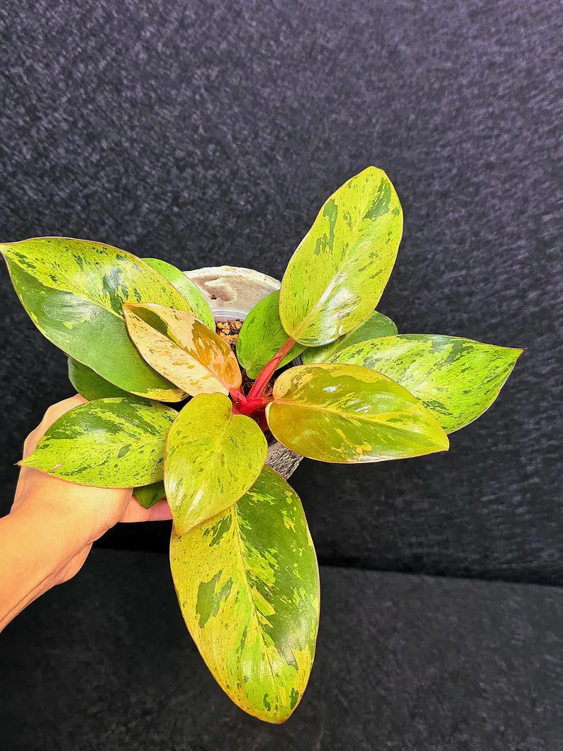 Variegated Philodendron Red Congo Live Plant - Mint Hybrid Variegated Aroid, Red & Cream Foliage - Hard to Come By - US Seller