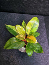 Variegated Philodendron Red Congo Live Plant - Mint Hybrid Variegated Aroid, Red & Cream Foliage - Hard to Come By - US Seller