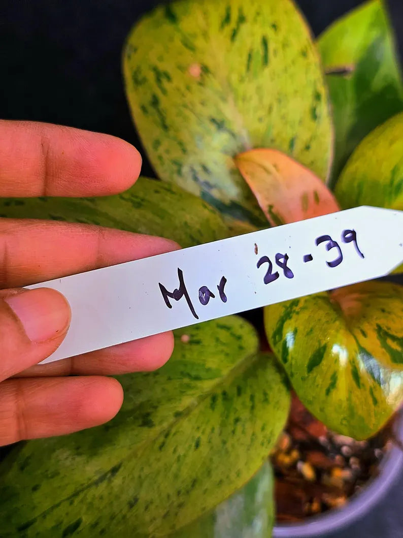 Variegated Philodendron Red Congo Live Plant - Mint Hybrid Variegated Aroid, Red & Cream Foliage - Hard to Come By - US Seller
