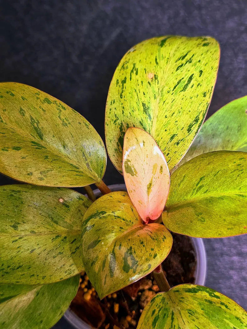Variegated Philodendron Red Congo Live Plant - Mint Hybrid Variegated Aroid, Red & Cream Foliage - Hard to Come By - US Seller