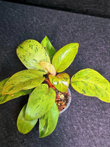 Variegated Philodendron Red Congo Live Plant - Mint Hybrid Variegated Aroid, Red & Cream Foliage - Hard to Come By - US Seller