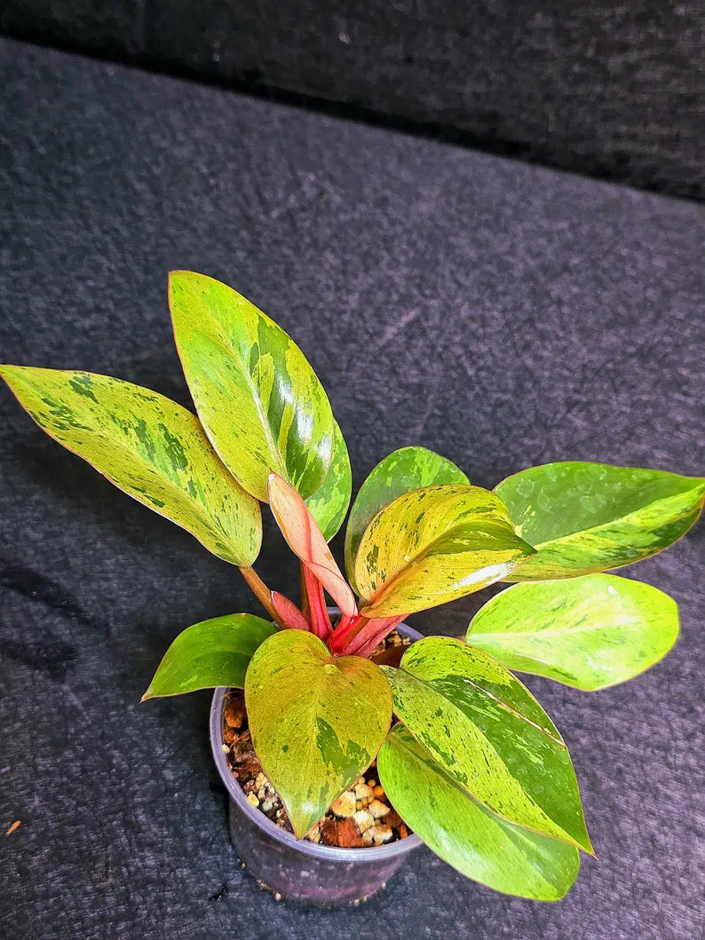 Variegated Philodendron Red Congo Live Plant - Mint Hybrid Variegated Aroid, Red & Cream Foliage - Hard to Come By - US Seller