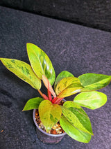 Variegated Philodendron Red Congo Live Plant - Mint Hybrid Variegated Aroid, Red & Cream Foliage - Hard to Come By - US Seller