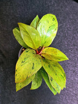 Variegated Philodendron Red Congo Live Plant - Mint Hybrid Variegated Aroid, Red & Cream Foliage - Hard to Come By - US Seller