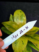 Variegated Philodendron Red Congo Live Plant - Mint Hybrid Variegated Aroid, Red & Cream Foliage - Hard to Come By - US Seller