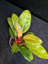 Variegated Philodendron Red Congo Live Plant - Mint Hybrid Variegated Aroid, Red & Cream Foliage - Hard to Come By - US Seller