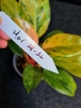 Variegated Philodendron Red Congo Live Plant - Mint Hybrid Variegated Aroid, Red & Cream Foliage - Hard to Come By - US Seller