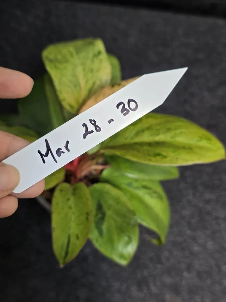 Variegated Philodendron Red Congo Live Plant - Mint Hybrid Variegated Aroid, Red & Cream Foliage - Hard to Come By - US Seller