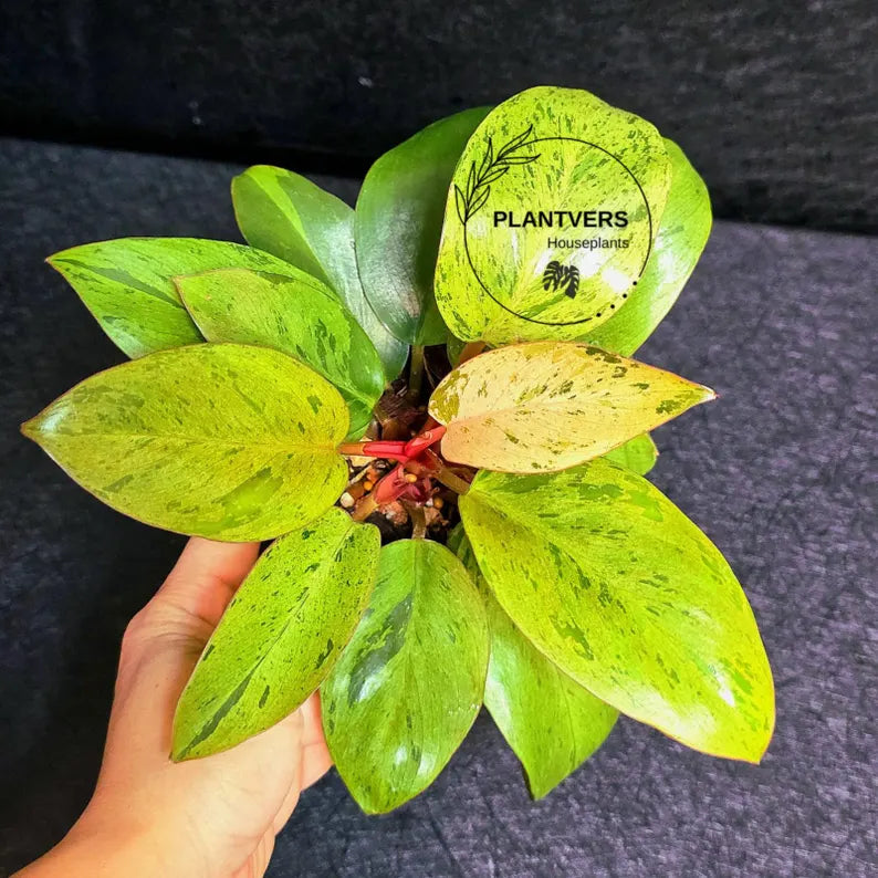 Variegated Philodendron Red Congo Live Plant - Mint Hybrid Variegated Aroid, Red & Cream Foliage - Hard to Come By - US Seller