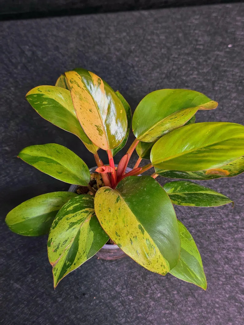 Variegated Philodendron Red Congo Live Plant - Mint Hybrid Variegated Aroid, Red & Cream Foliage - Hard to Come By - US Seller