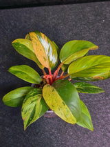 Variegated Philodendron Red Congo Live Plant - Mint Hybrid Variegated Aroid, Red & Cream Foliage - Hard to Come By - US Seller