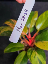 Variegated Philodendron Red Congo Live Plant - Mint Hybrid Variegated Aroid, Red & Cream Foliage - Hard to Come By - US Seller
