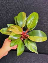 Variegated Philodendron Red Congo Live Plant - Mint Hybrid Variegated Aroid, Red & Cream Foliage - Hard to Come By - US Seller