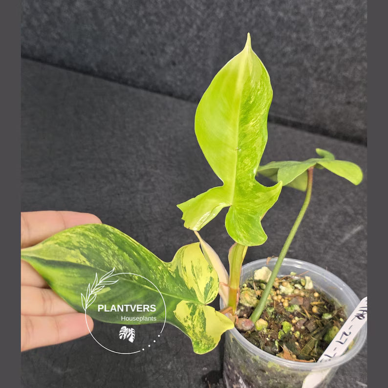 Variegated Philodendron Florida Beauty - Rare Variegated Aroid Live Plant - Climbing Indoor Houseplant - Exotic Collector Plant - US Seller