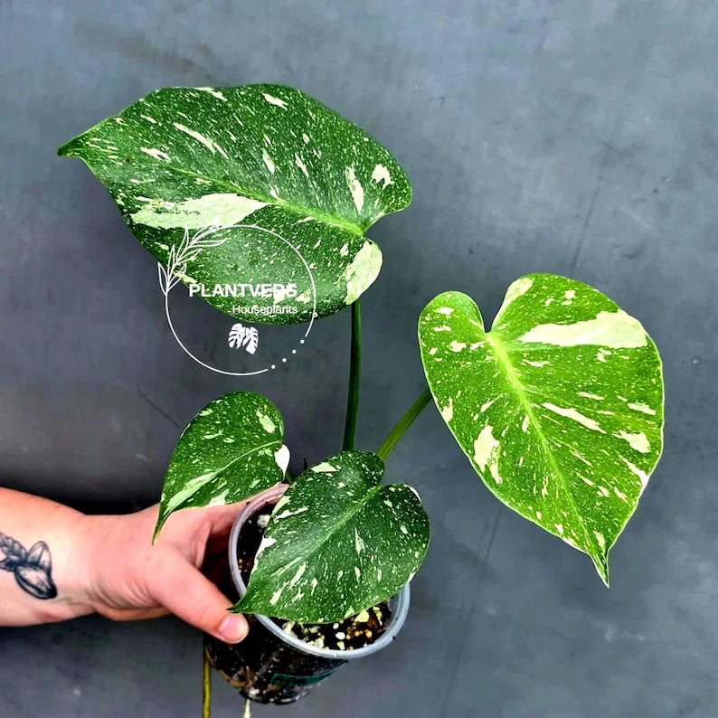 Variegated Monstera Thai Constellation Live Plant - Rare Collector Plant - EXACT Plant - US Seller