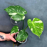 Variegated Monstera Thai Constellation Live Plant - Rare Collector Plant - EXACT Plant - US Seller