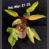 Philodendron Strawberry Shake High Variegated Live Plant - EXACT Same Plant - US Seller