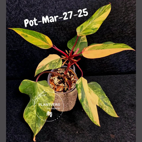 Philodendron Strawberry Shake High Variegated Live Plant - EXACT Same Plant - US Seller