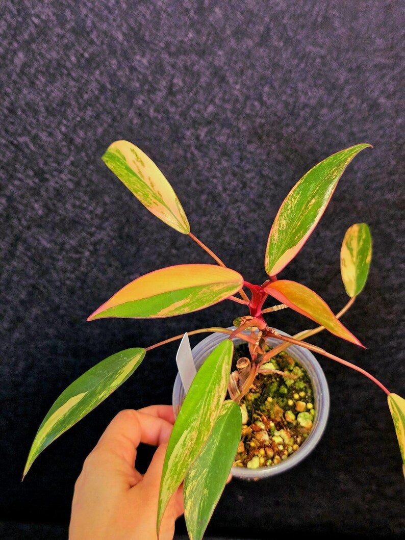 Variegated Philodendron Strawberry Shake Live Plant - Rare Collector Plant - EXACT Plant - US Seller